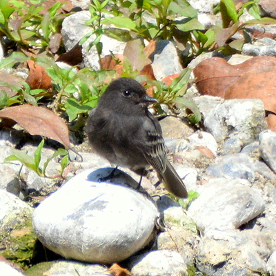 Black Phoebe